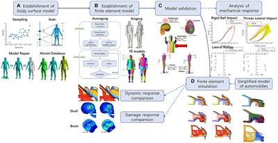 Translational medical bioengineering research of traumatic brain injury among Chinese and American pedestrians caused by vehicle collision based on human body finite element modeling